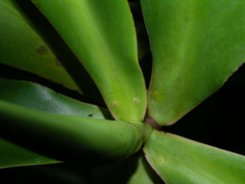 Pelliciera rhizophorae leaves